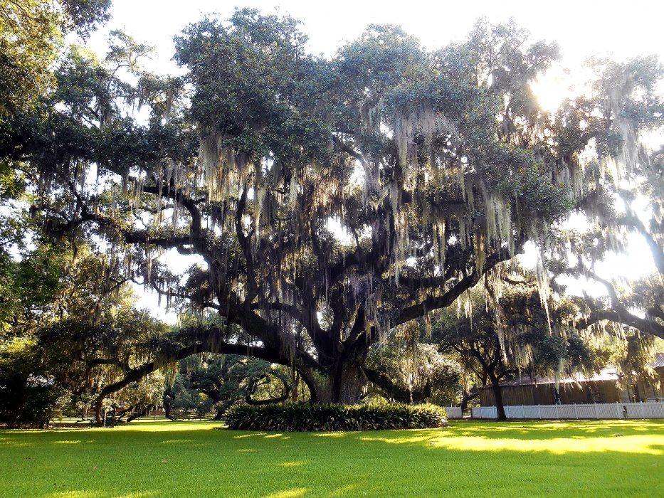 Live Oak Tree