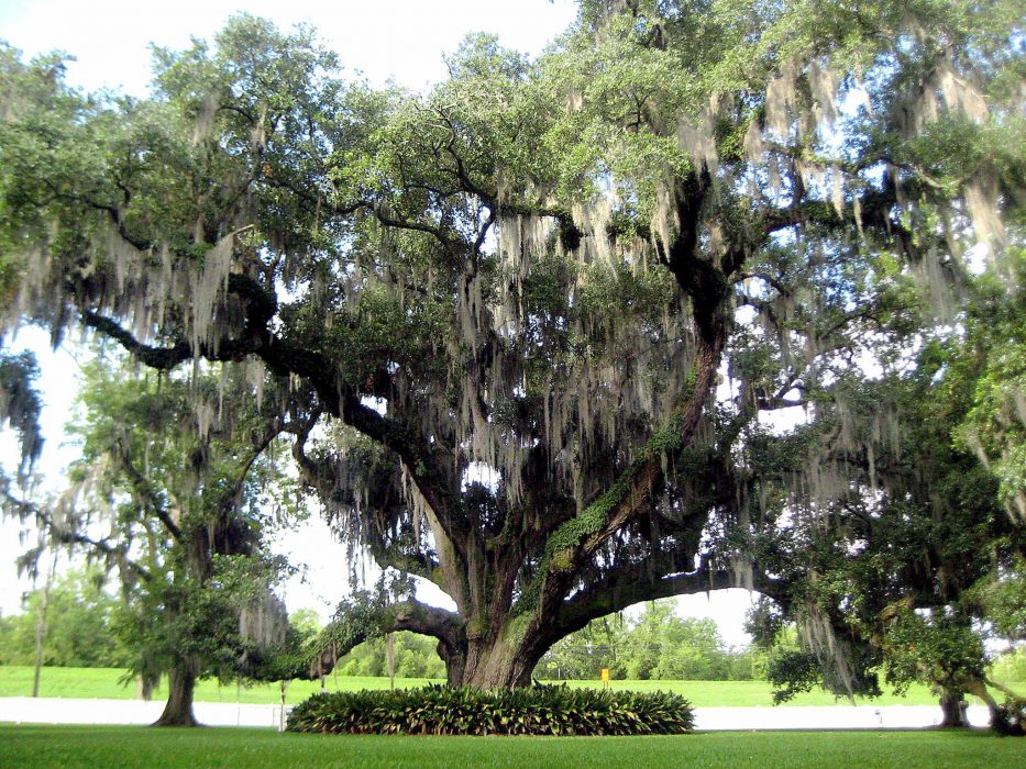 Live Oak Tree