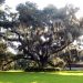 Live Oak Tree