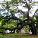 Live Oak Tree